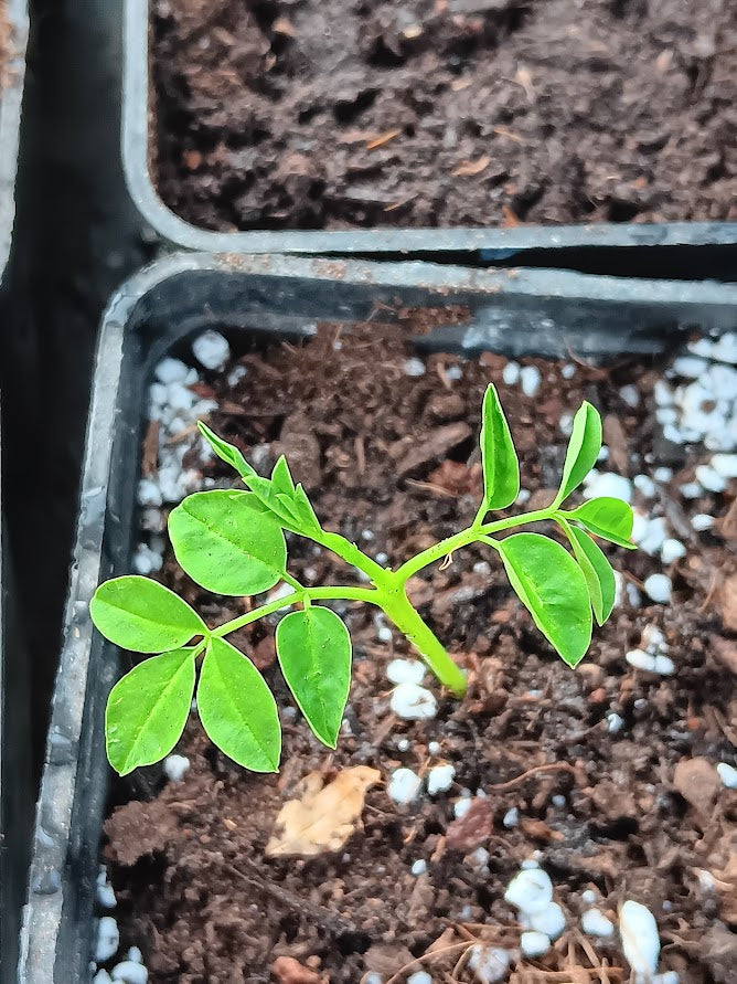 MORINGA OLEIFERA--PIANTA--