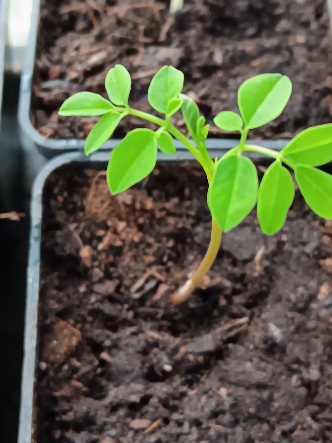 MORINGA OLEIFERA--PIANTA--