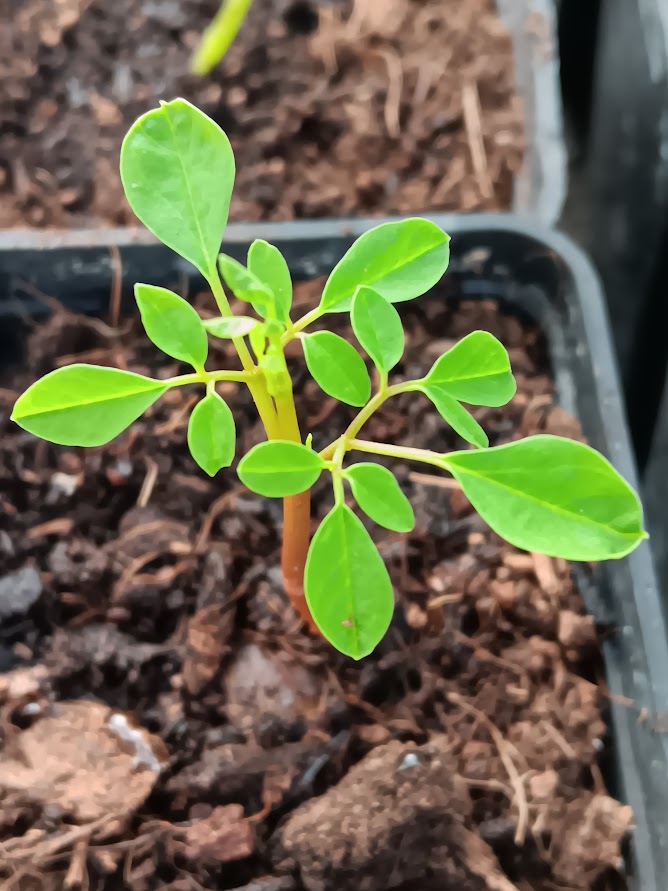 MORINGA OLEIFERA--PIANTA--