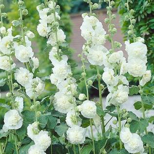 HOLLYHOCK CHATERS WHITE