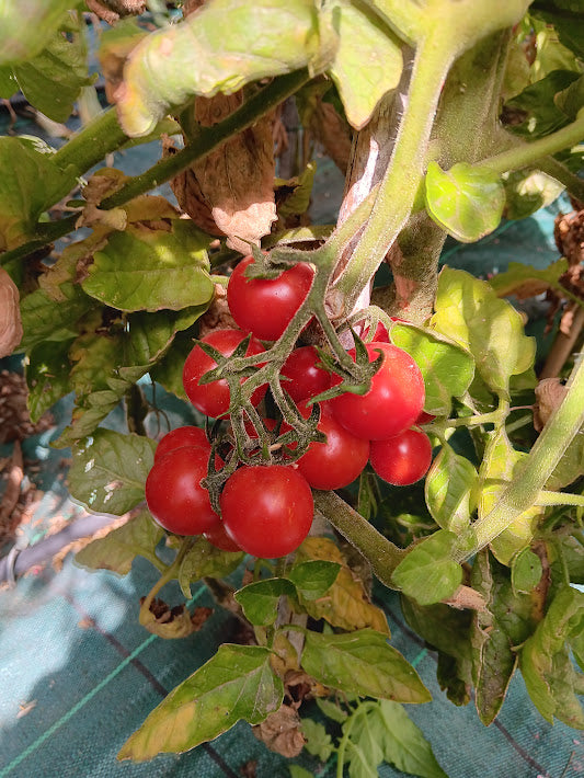 POMODORO CILIEGINO ANTO GWR