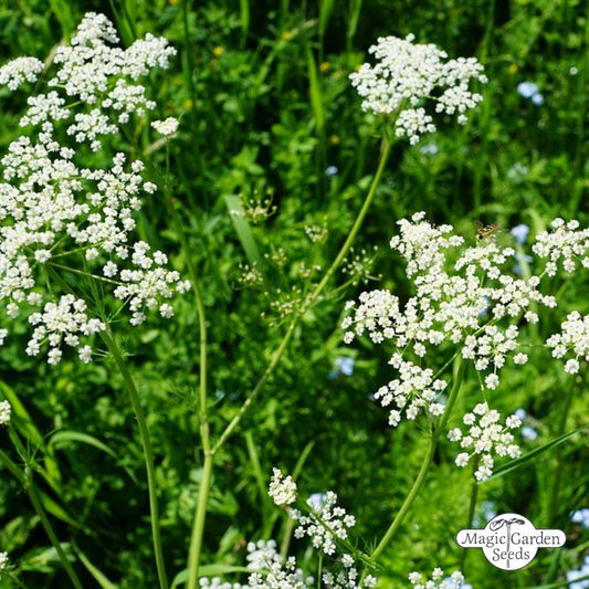 ANICE COMUNE-PIMPINELLA ANISUM- SEMI-