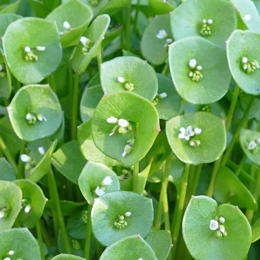 CLAYTONIA PERFOLIATA--WINTER PURSANE--