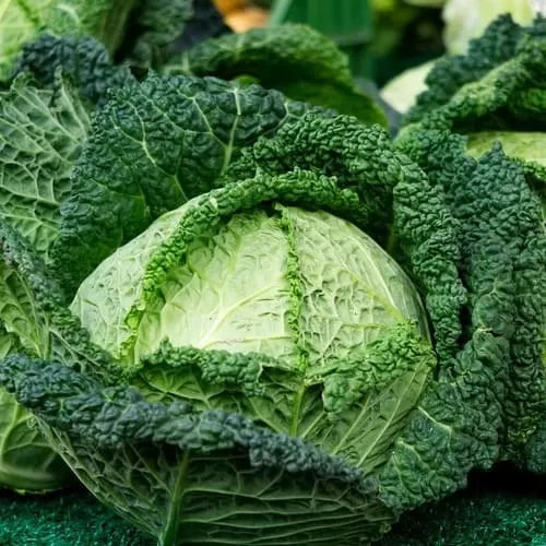CAVOLO VERZA DI ASTI (Brassica oleacea L.