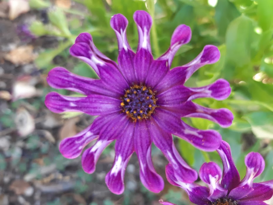 DIMORPHOTECA GLOBOSA VAR. PALLINA