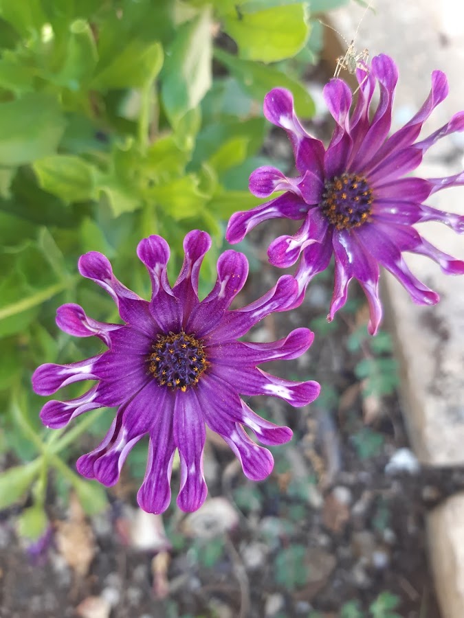 DIMORPHOTECA GLOBOSA VAR. PALLINA