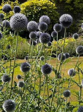 ECHINOPS RITRO METALLIC BLUE