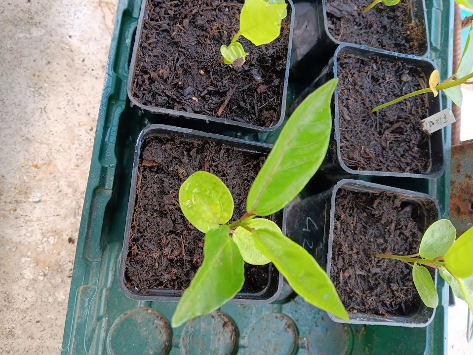 PIANTA PASSIFLORA EDULIS VARIETA' FLAVICARPA