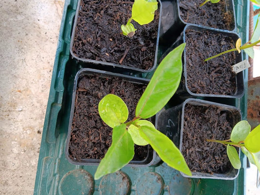 PIANTA PASSIFLORA EDULIS VARIETA' FLAVICARPA