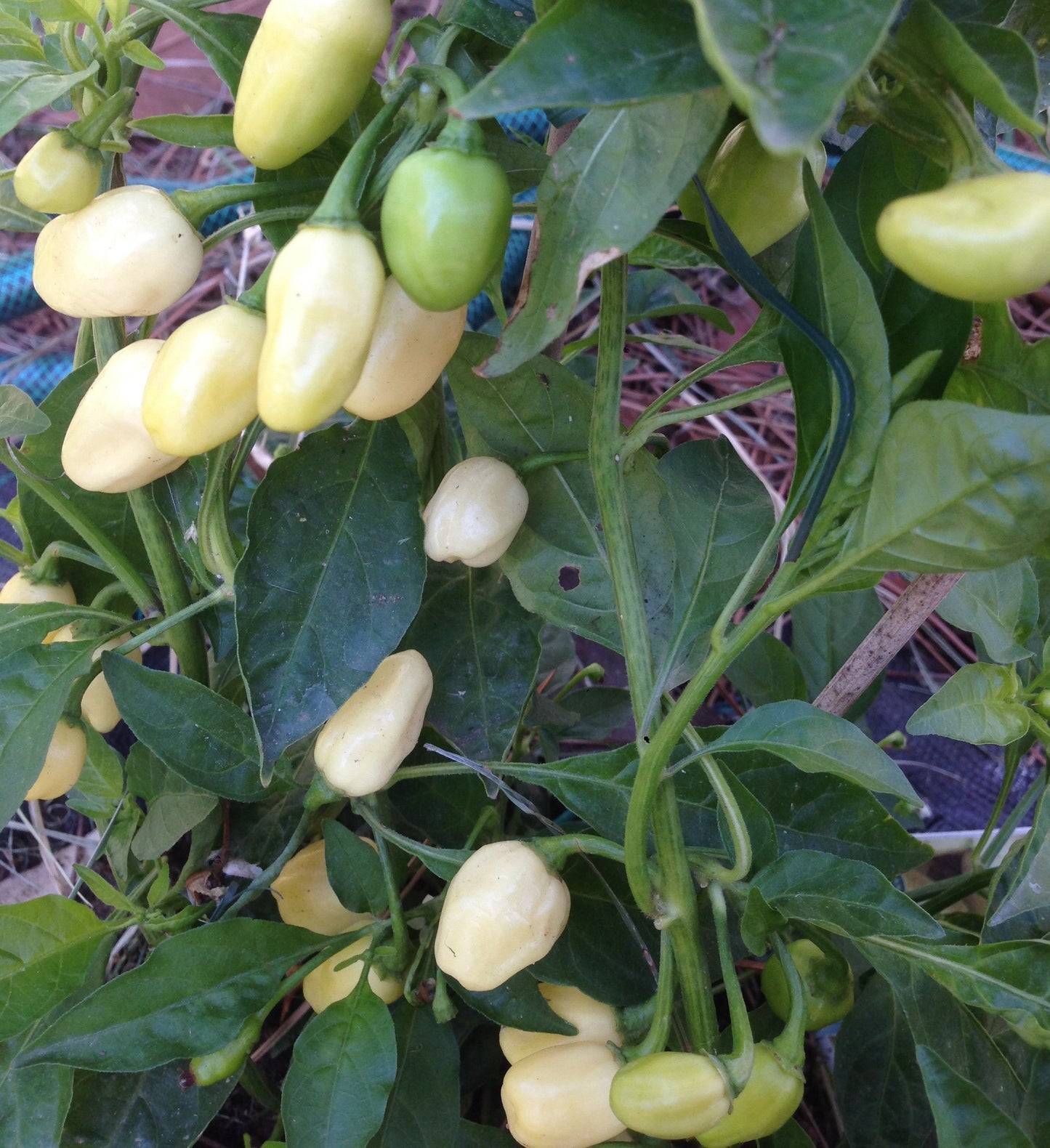 HABANERO WHITE BULLET