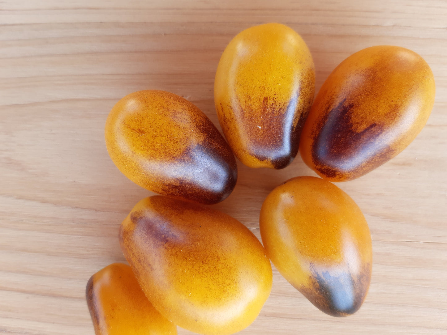 POMODORO INDIGO KUMQUAT