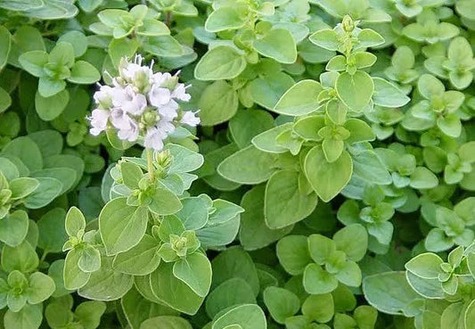 MAGGIORANA-(Origanum majorana)