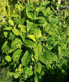 MELISSA OFFICINALIS