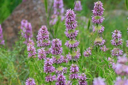 MONARDA CITRIODORA--LEMON MINT--