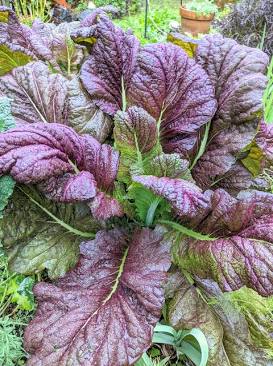SENAPE GIGANTE ROSSA---MUSTARD RED GIANT
