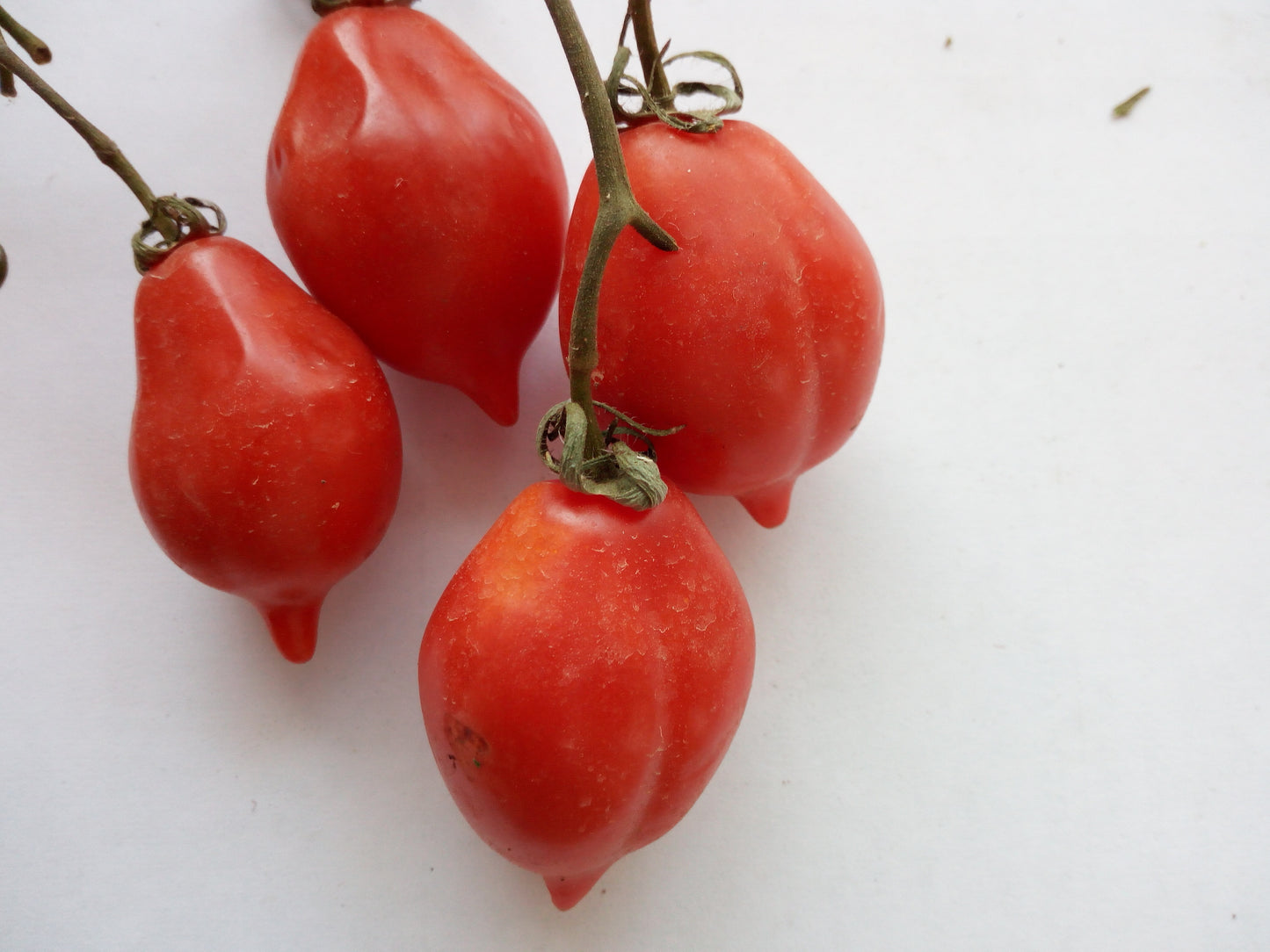 Pomodoro Spunzillo Vesuviano