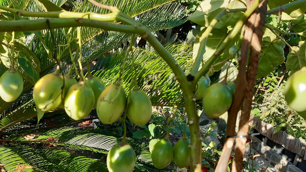 TOMATO DE ARBRE