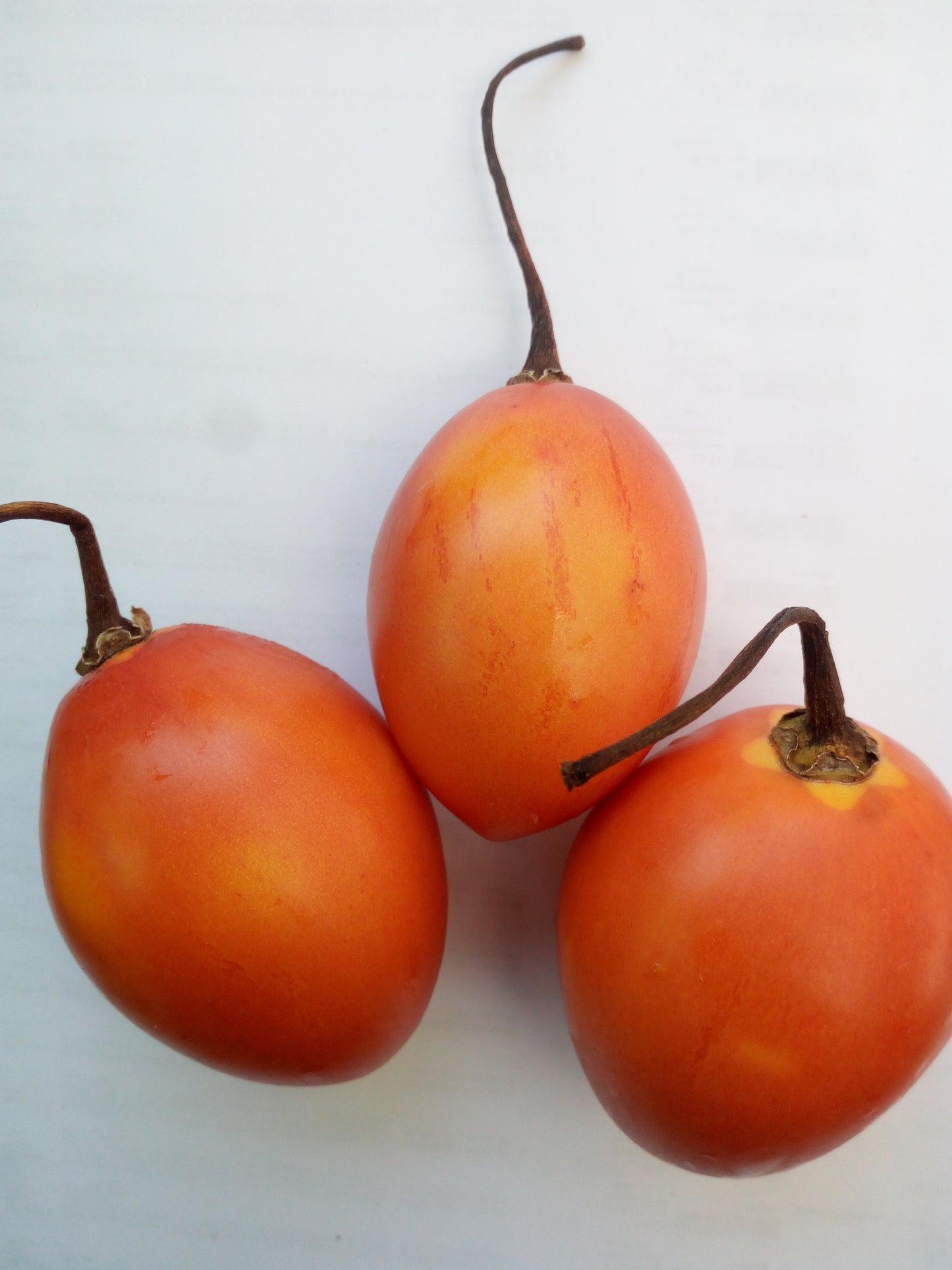 TOMATO DE ARBRE