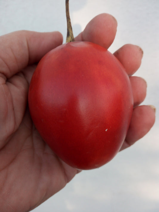 TAMARILLO--SOLANUM BETACEUM--
