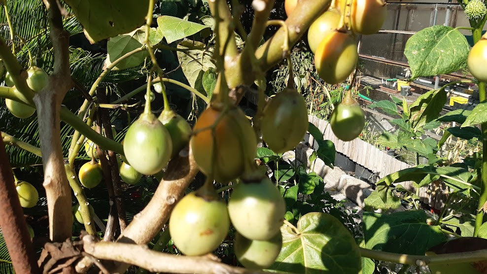 TOMATO DE ARBRE