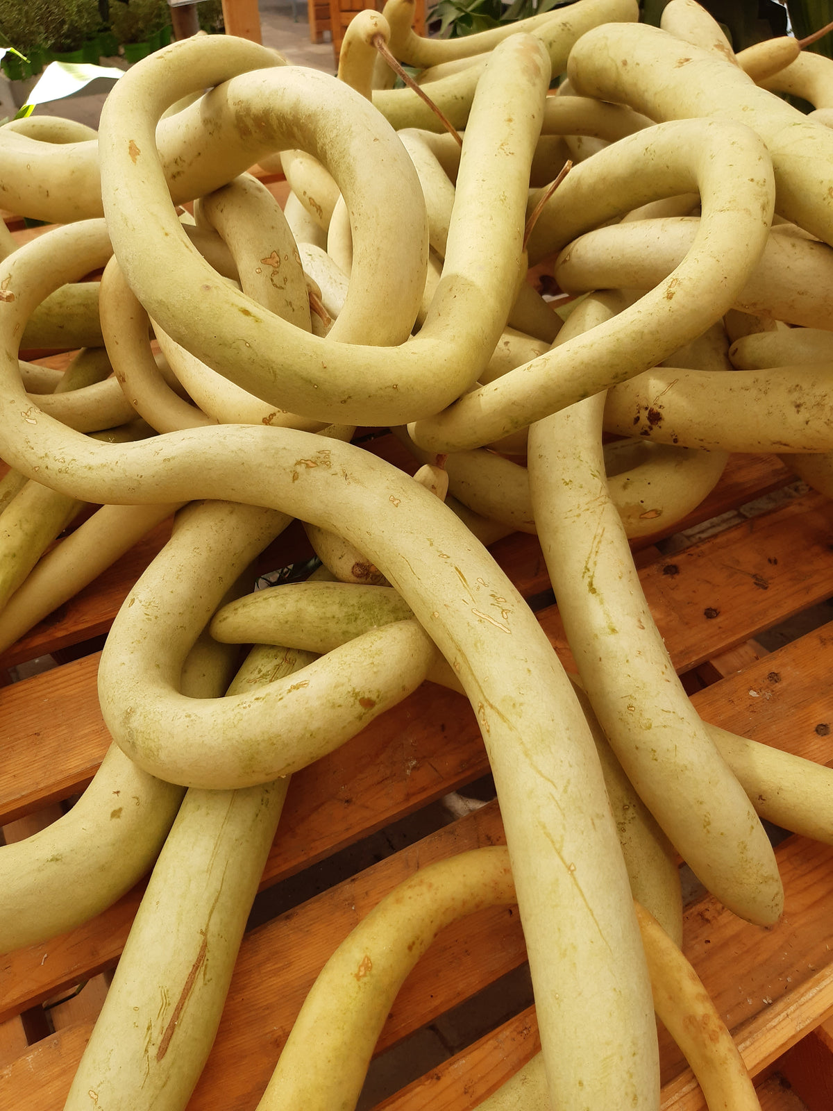 ZUCCA SERPENTE DI SICILIA
