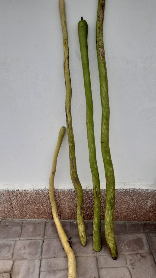 Zucca Serpente (Lagenaria Longissima)