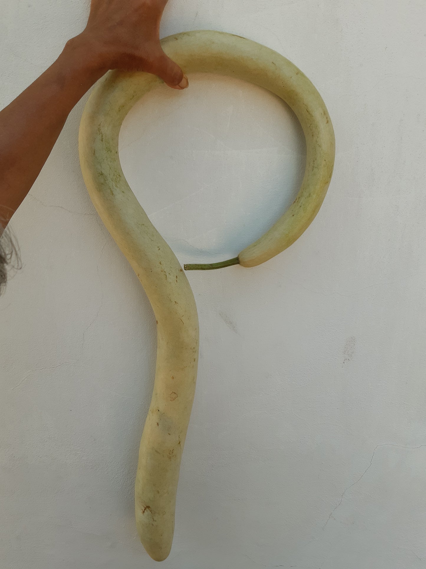 Zucca Serpente (Lagenaria Longissima)