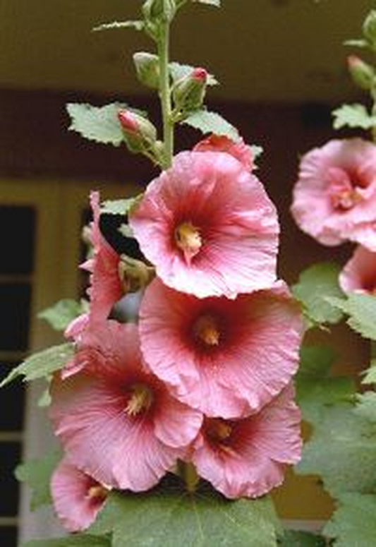 ALCEA ROSA-MALVAROSA-SEMI