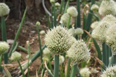 ALLIUM FISTULOSUM--SEMI--