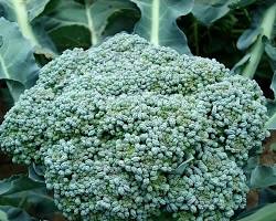 CAVOLO BROCCOLO RAMOSO CALABRESE