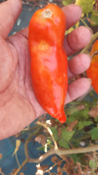 POMODORO CORNO DELLE ANDE