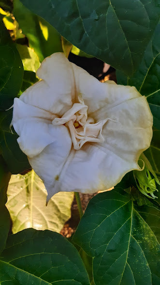 ﻿DATURA METEL WHITE A DOPPIO FIORE