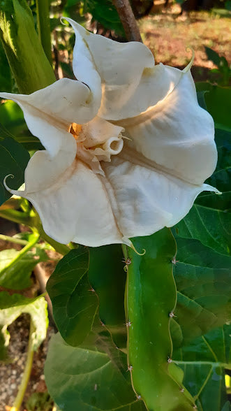 ﻿DATURA METEL WHITE A DOPPIO FIORE