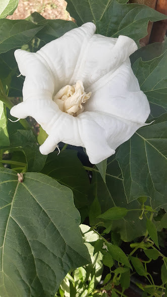 ﻿DATURA METEL WHITE A DOPPIO FIORE