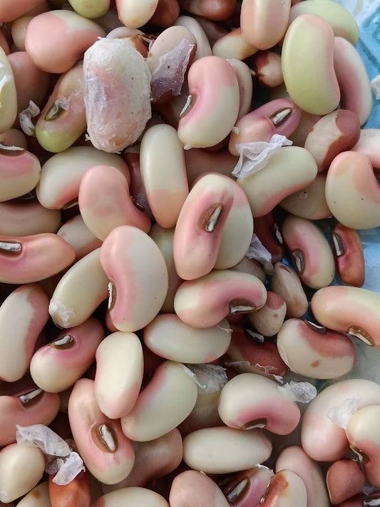 Fagiolo Delia's Delight