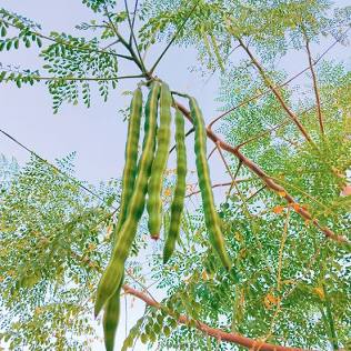 MORINGA OLEIFERA--SEMI--