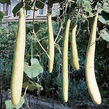 ZUCCA SERPENTE DI SICILIA