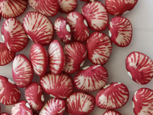 FAGIOLO PINK ZEBRA