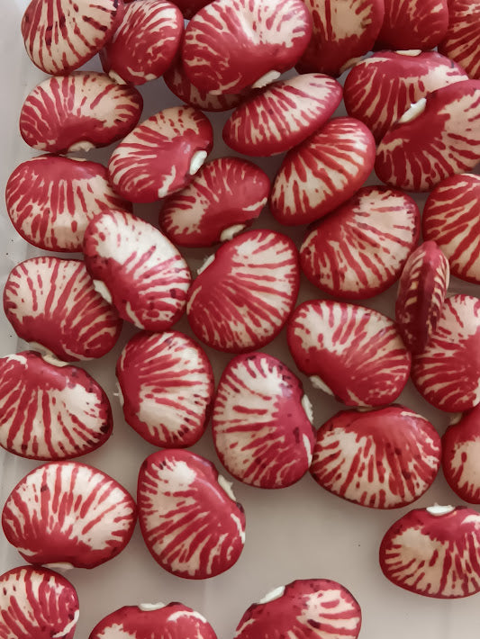 FAGIOLO PINK ZEBRA