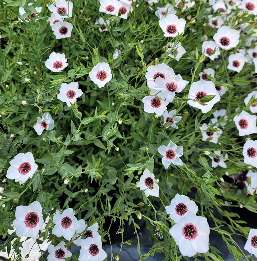 LINUM GRANDIFLORUM-BRIGTH EYES- SEMI