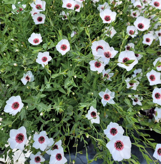 LINUM GRANDIFLORUM-BRIGTH EYES- SEMI