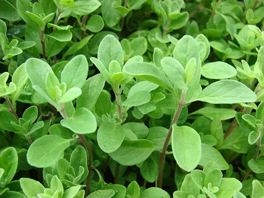 MAGGIORANA-(Origanum majorana)