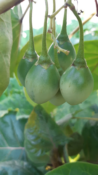 TOMATO DE ARBRE