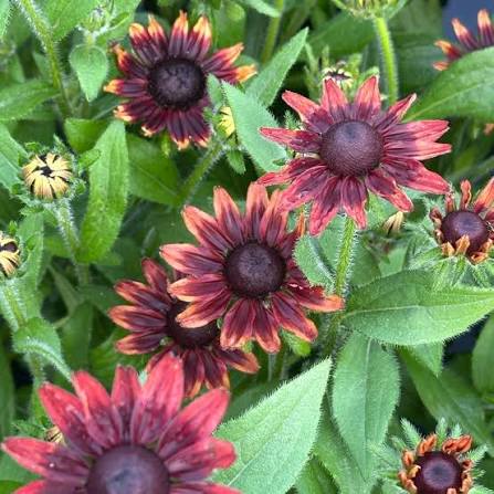 RUDBECKIA HIRTA"CHERRY BRANDY"