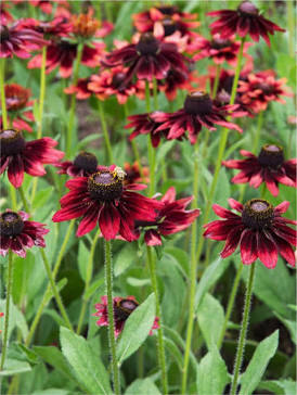 RUDBECKIA HIRTA"CHERRY BRANDY"