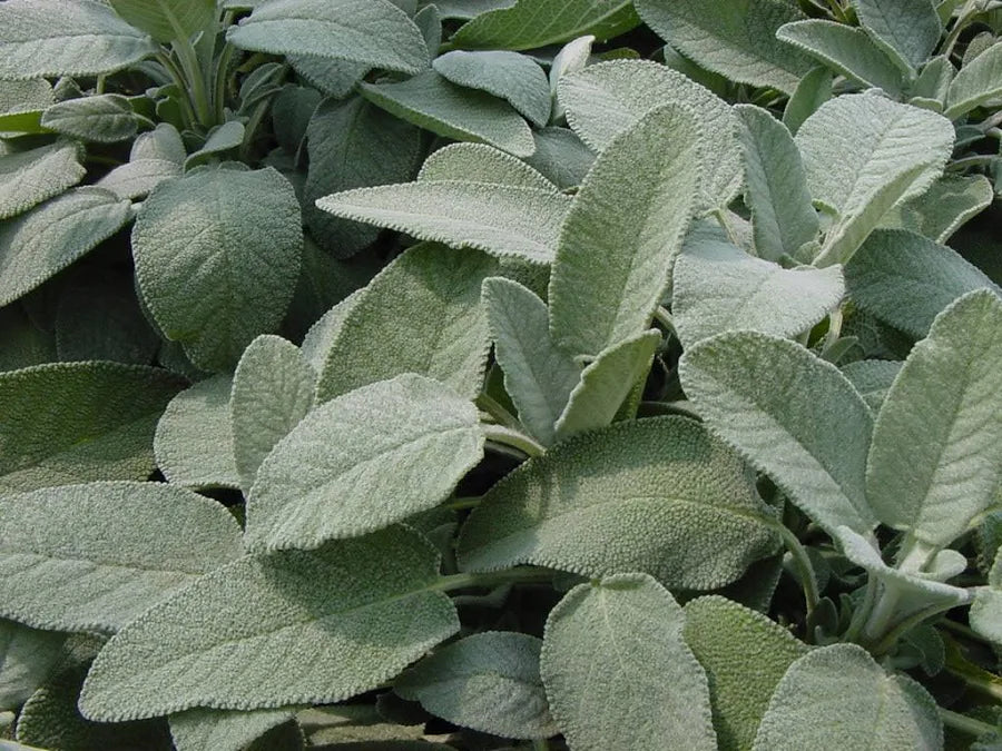 SALVIA  A FOGLIE LARGHE