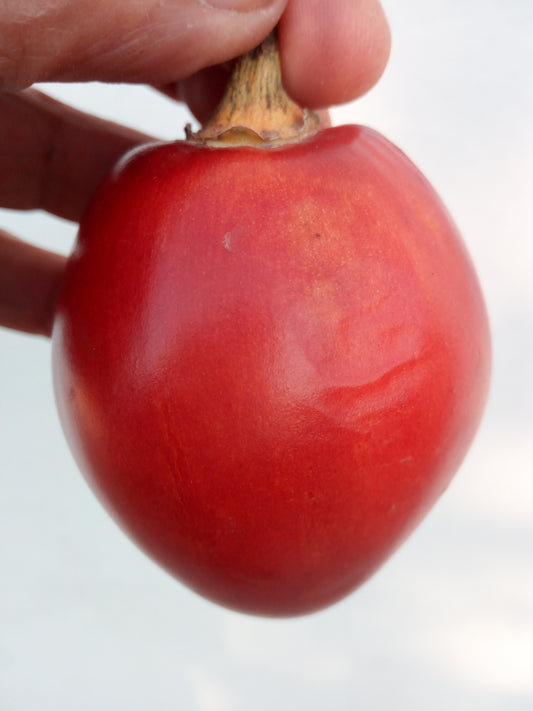 TOMATO DE ARBRE