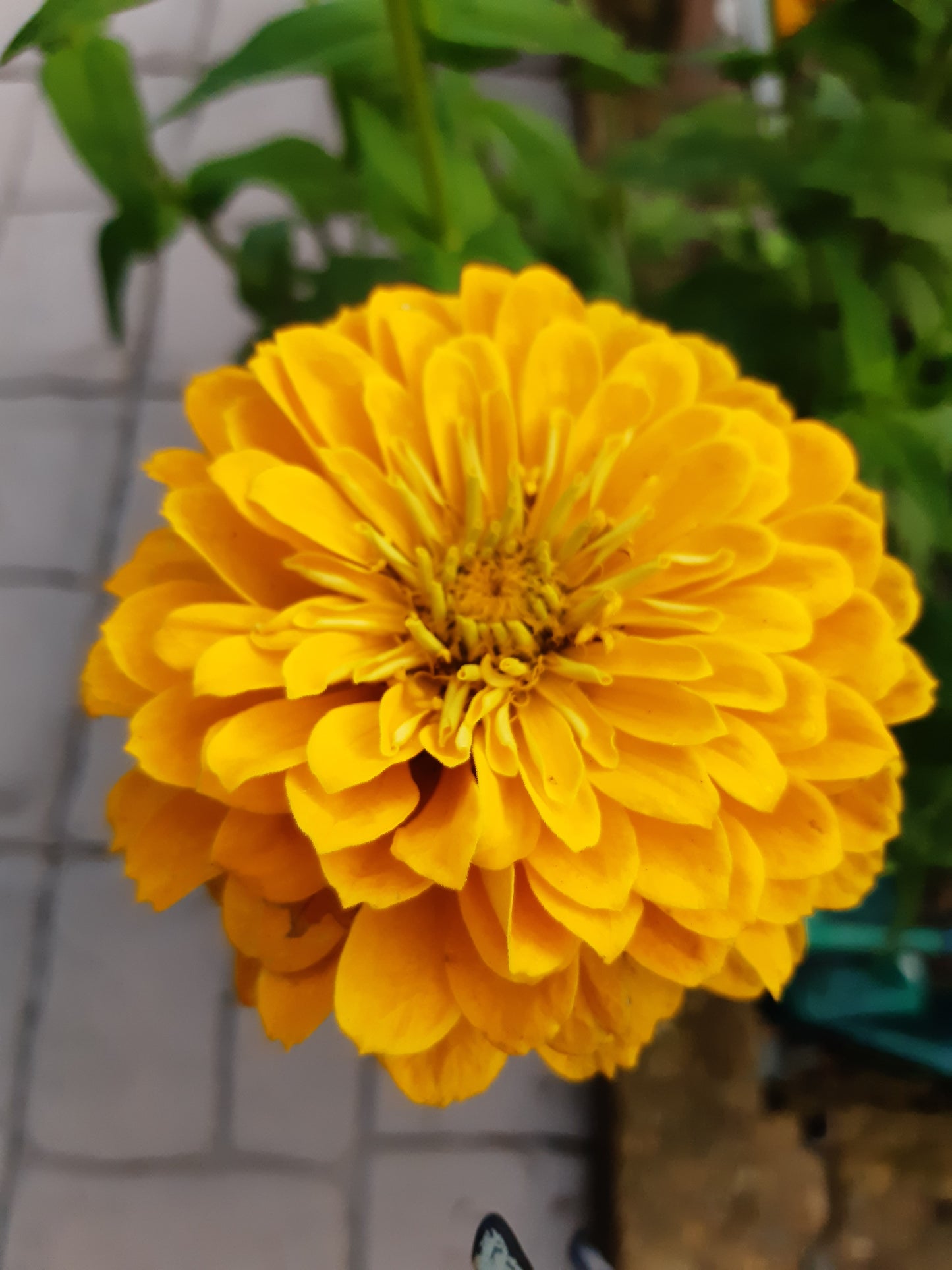 Zinnia Fior di Dalia Gialla