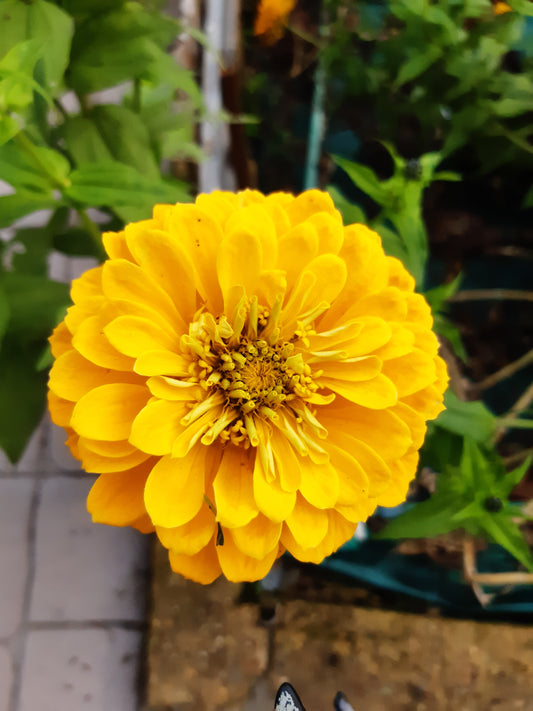 Zinnia Fior di Dalia Gialla