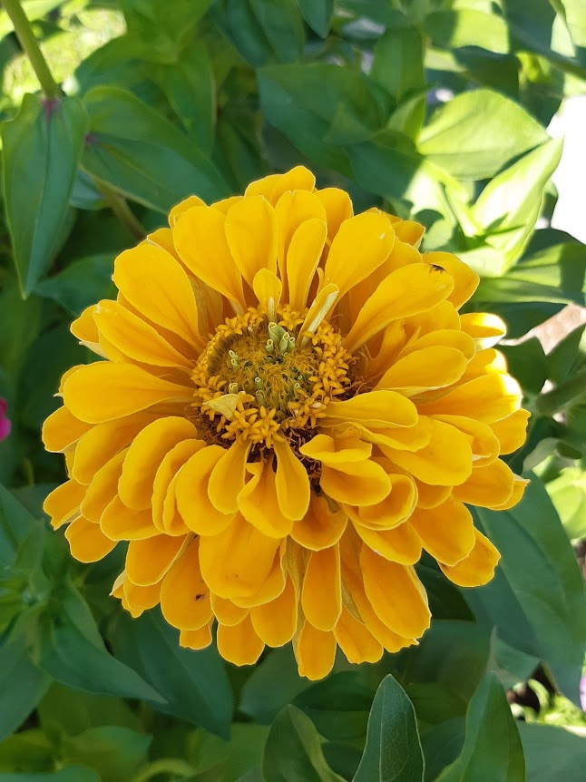 Zinnia  Pomponica gigante in Mix colori